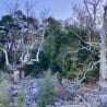 Two trees with no leaves in a rocky area.