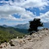 a tree is on the side of a road and there are rocks all around.