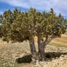 A lone tree grows in a rocky, dry area.