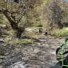 A tree is on the side of a dirt road with a person in the middle of the road in front of it.