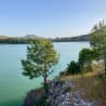 A tree is on the shore of a lake with a clear blue water surface.