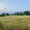 An open field of wheat with a tree in the corner.
