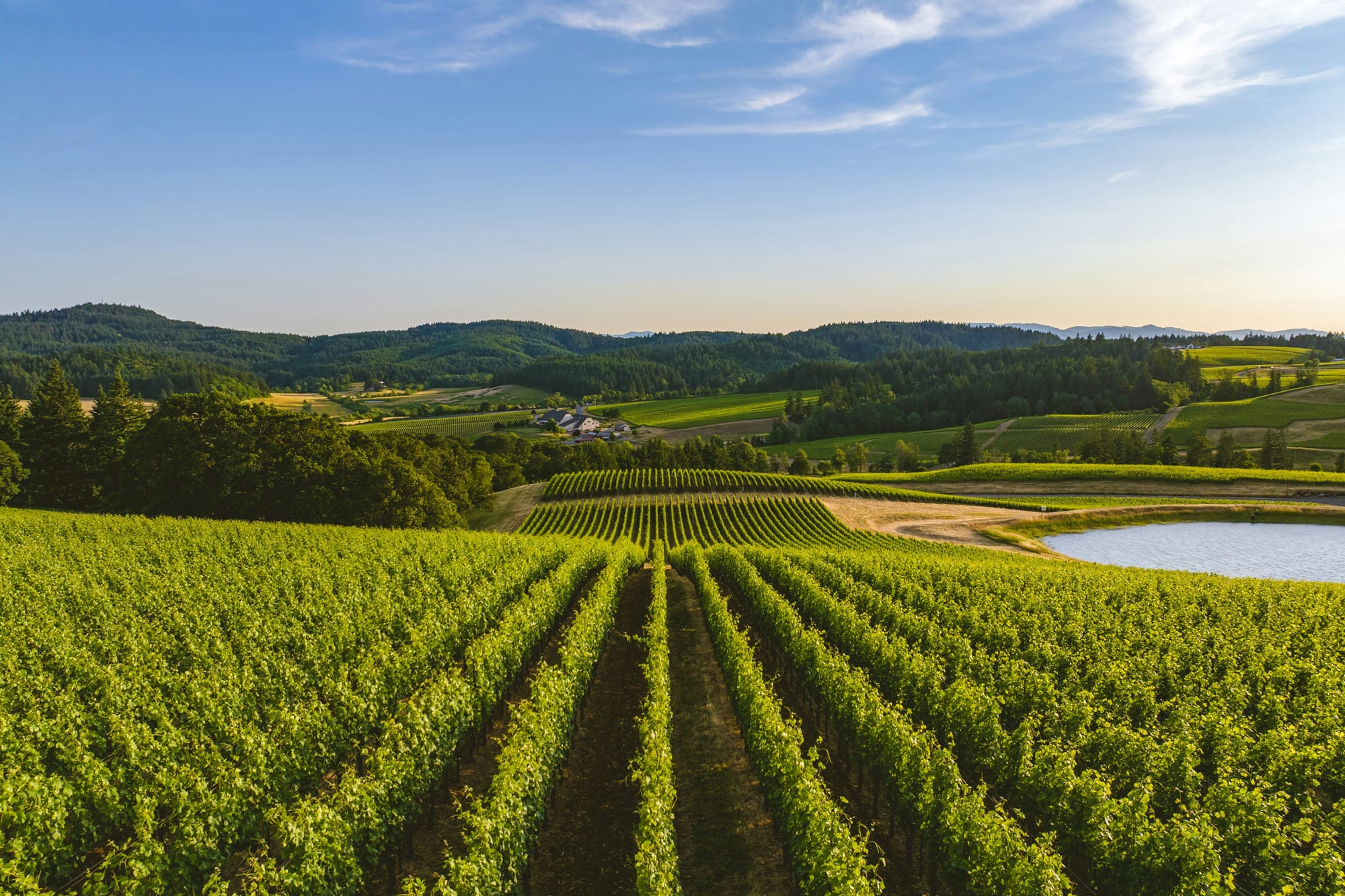 vineyard