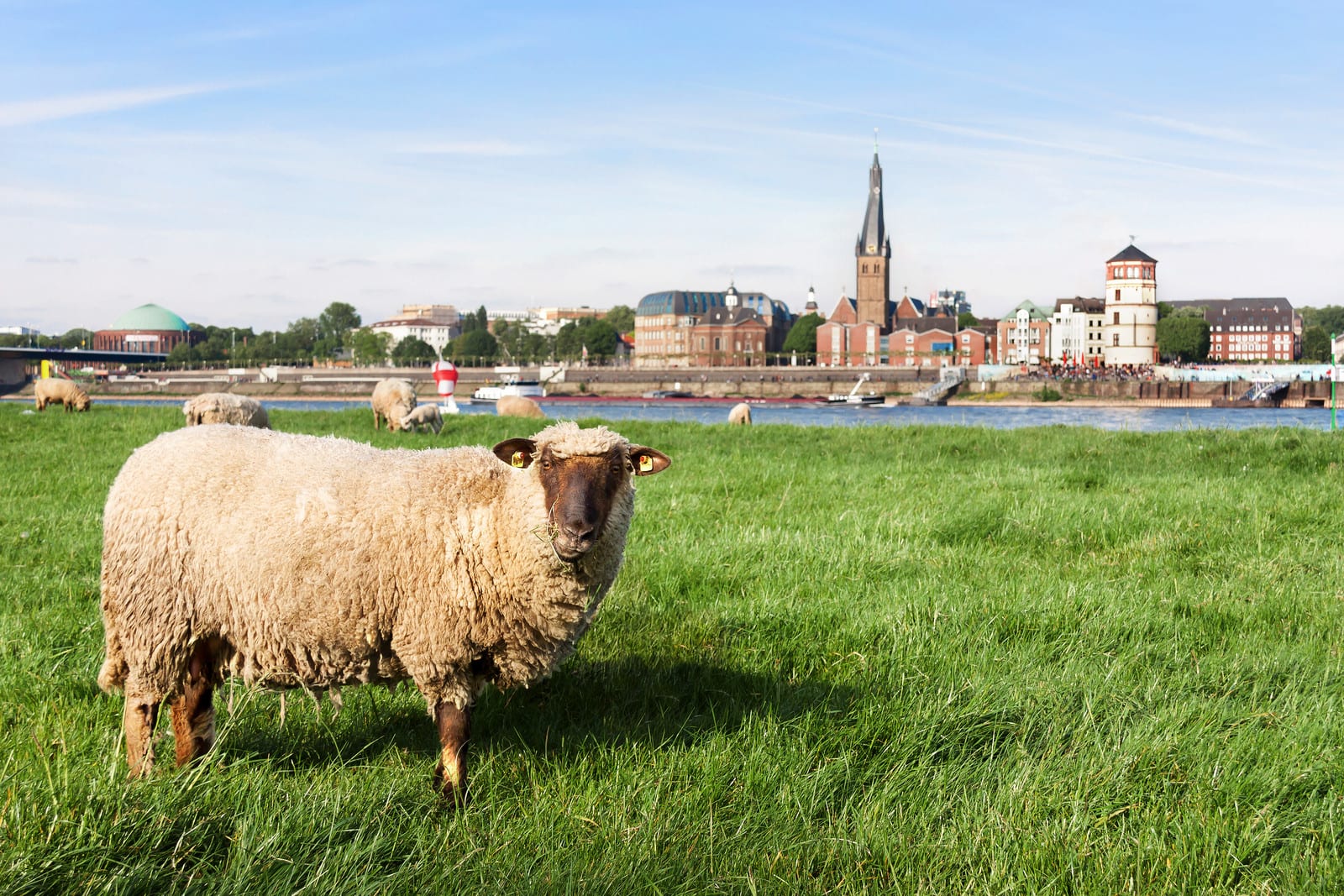 овцы пасутся на пастбище на фоне Дюссельдорфа