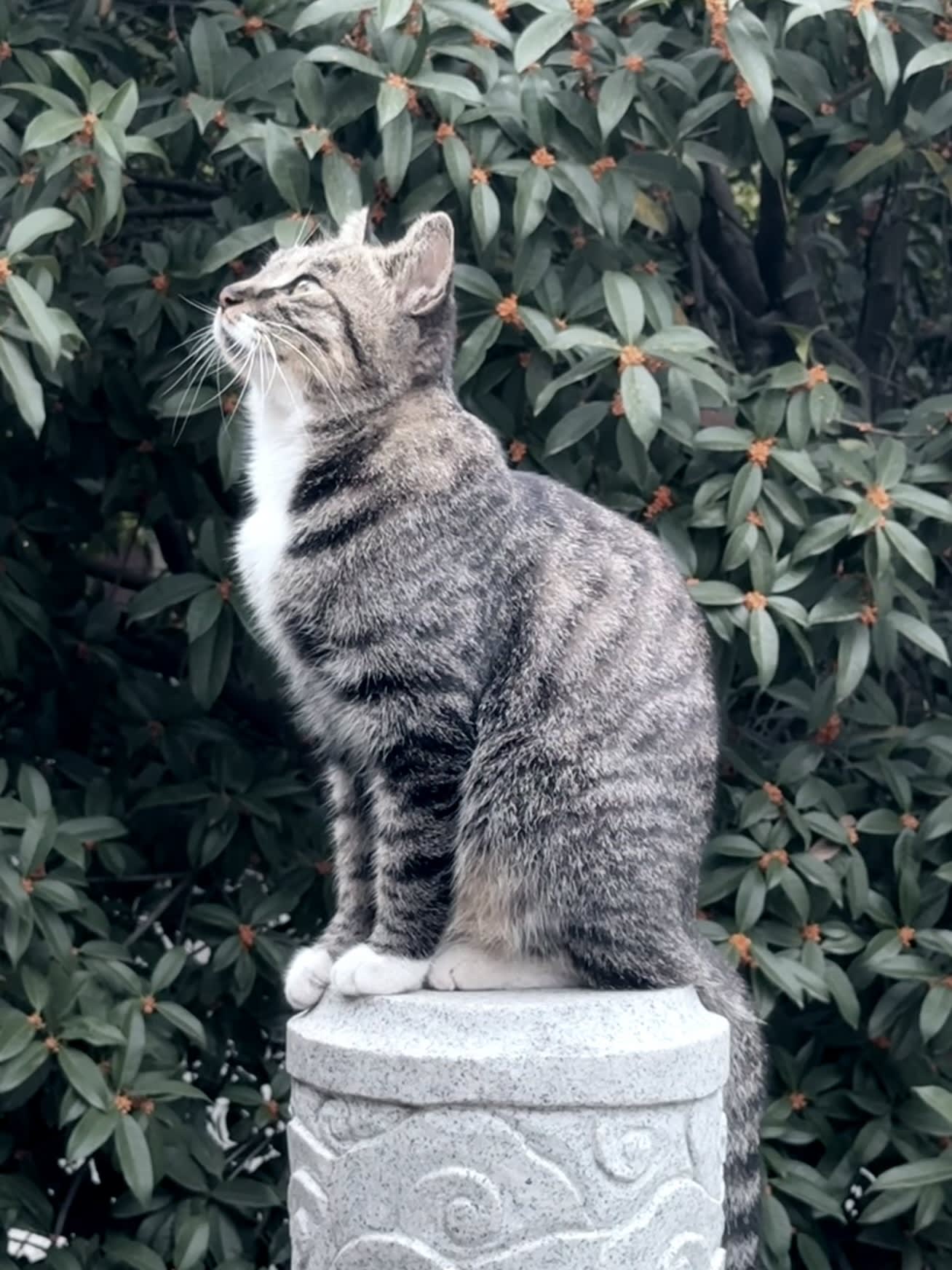 dddd (ddddxx) Farcaster social identity (Fname handle) PFP