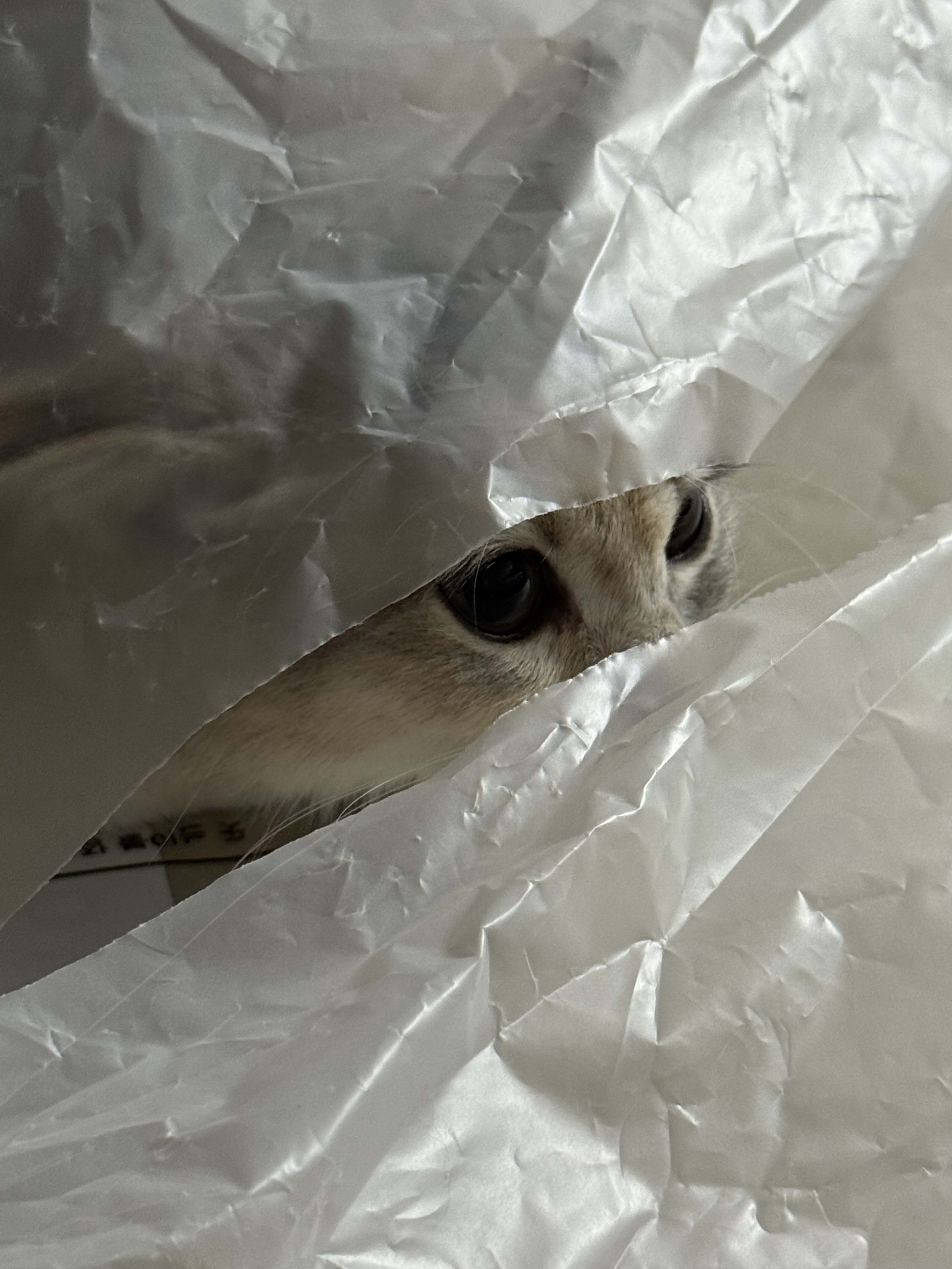 Entropy (ethropy) Farcaster social identity (Fname handle) PFP