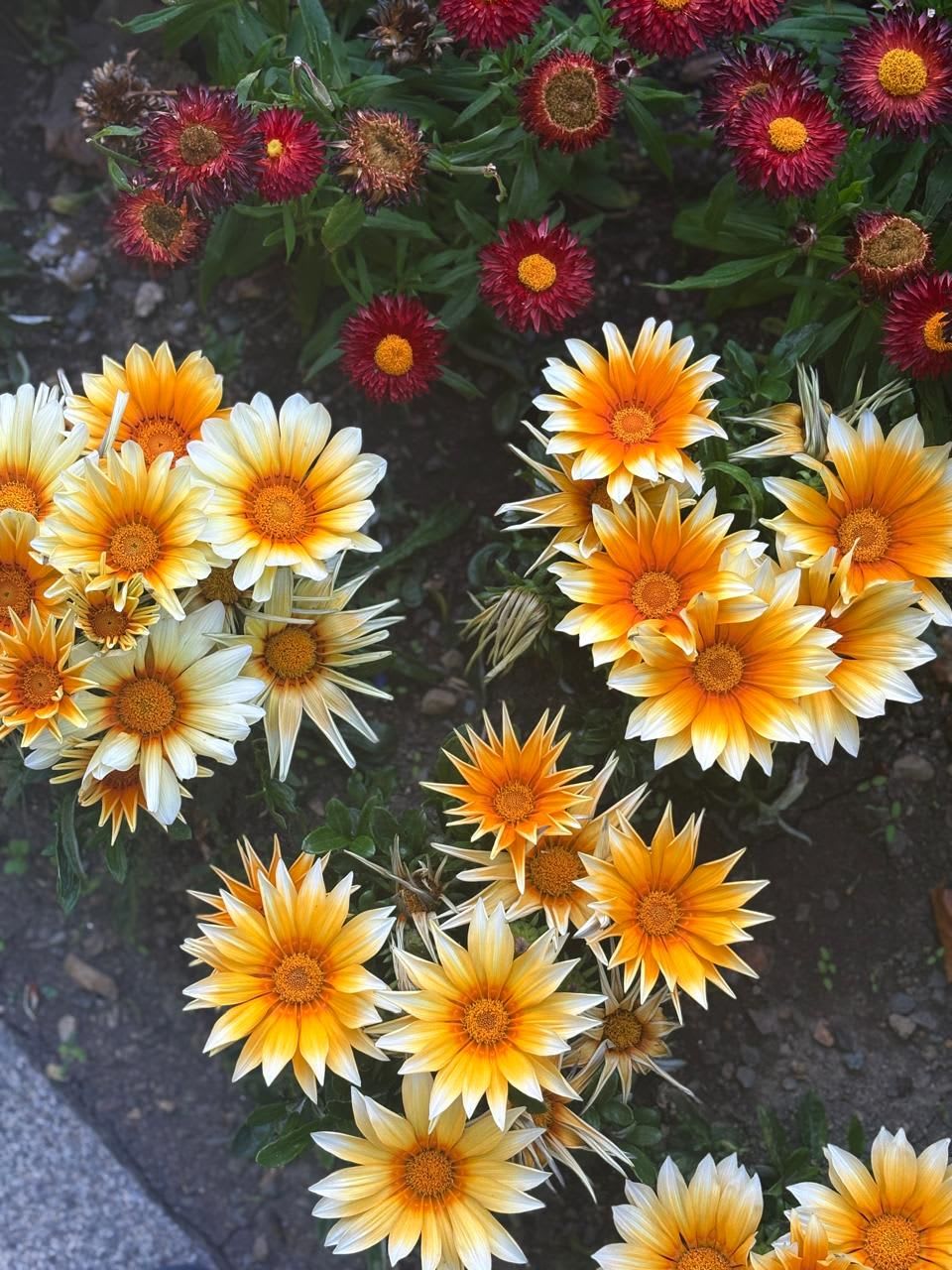 Shaiji KM (shaijikm) Farcaster social identity (Fname handle) PFP