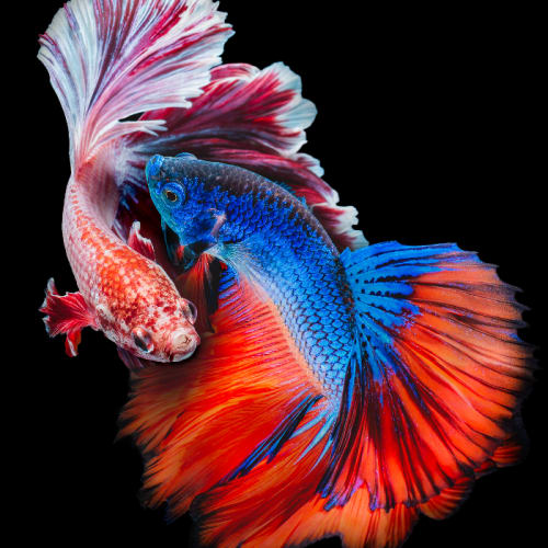 sheva (shevamus) Farcaster social identity (Fname handle) PFP