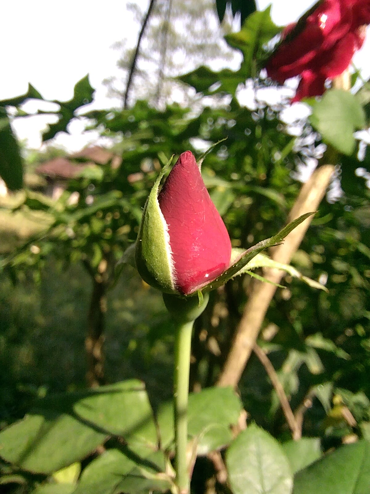 Cast image
