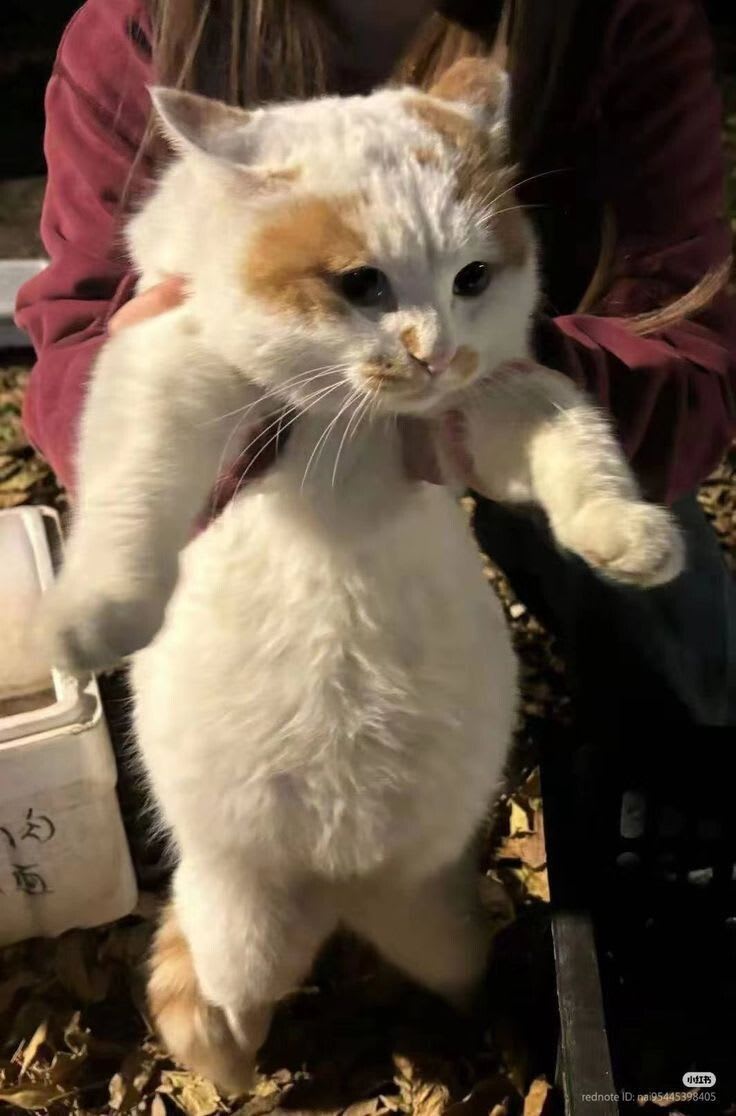 cram (cramjam) Farcaster social identity (Fname handle) PFP