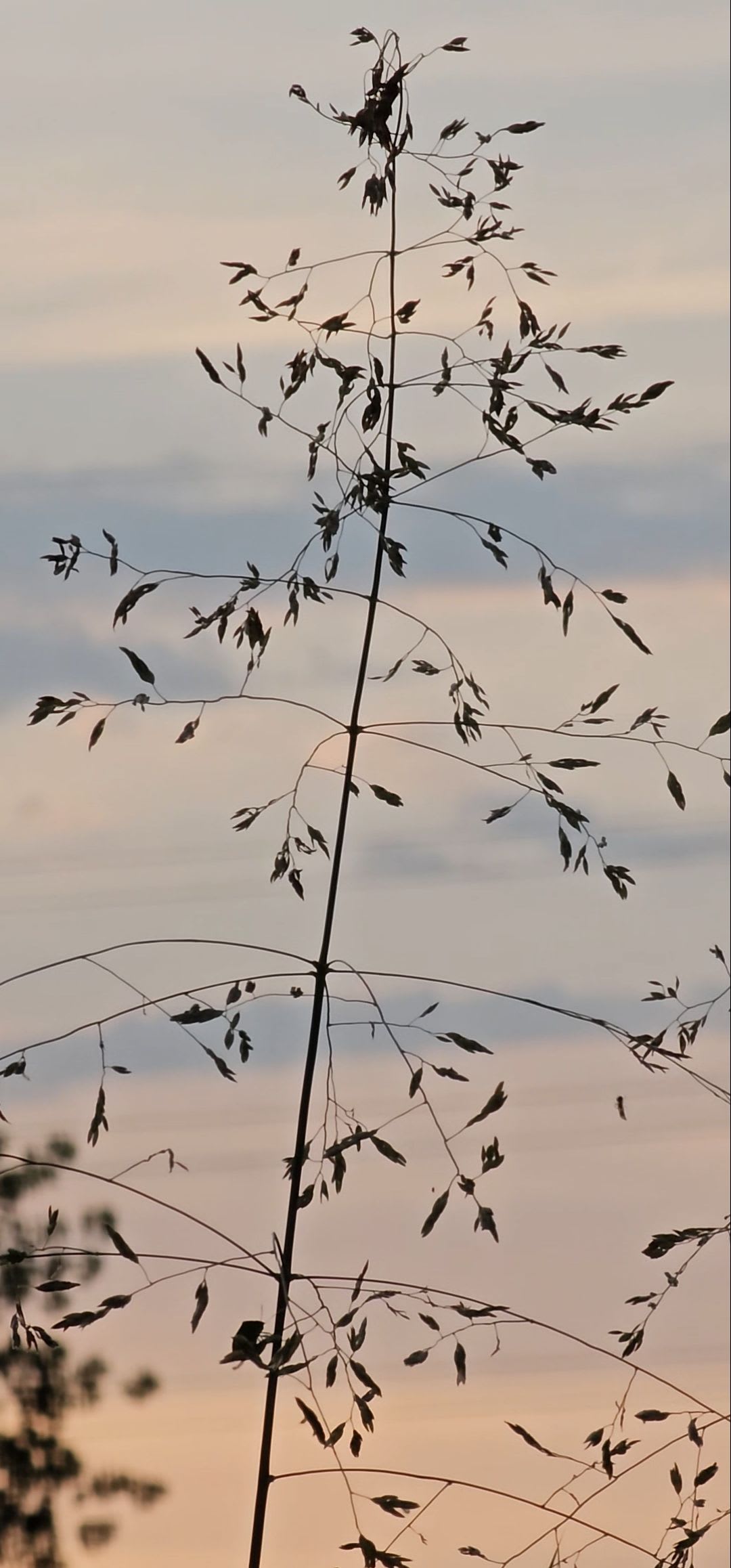 Love (lov3) Farcaster social identity (Fname handle) PFP