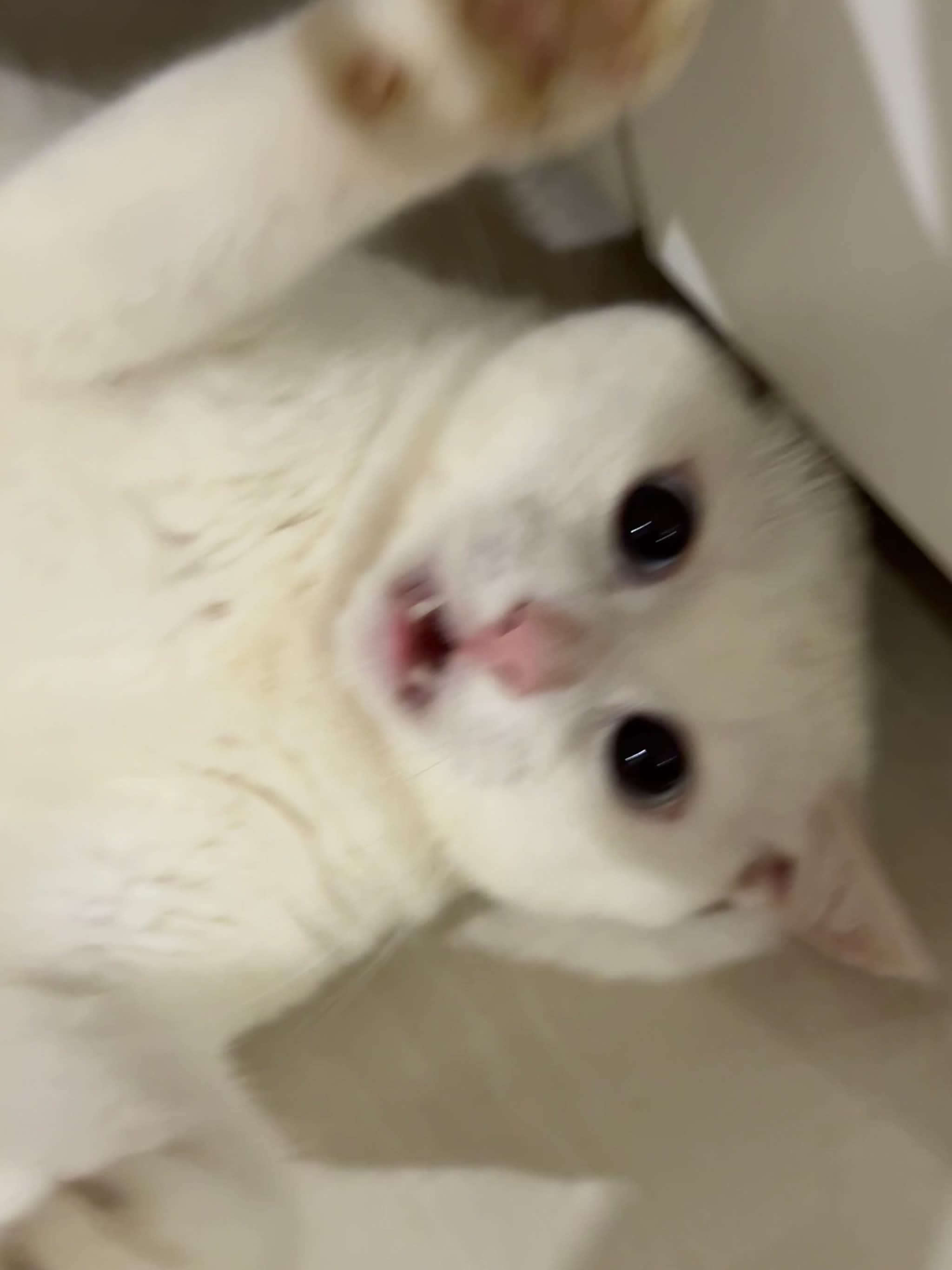 Luke369 (luckyluke.base.eth) Farcaster social identity (Fname handle) PFP