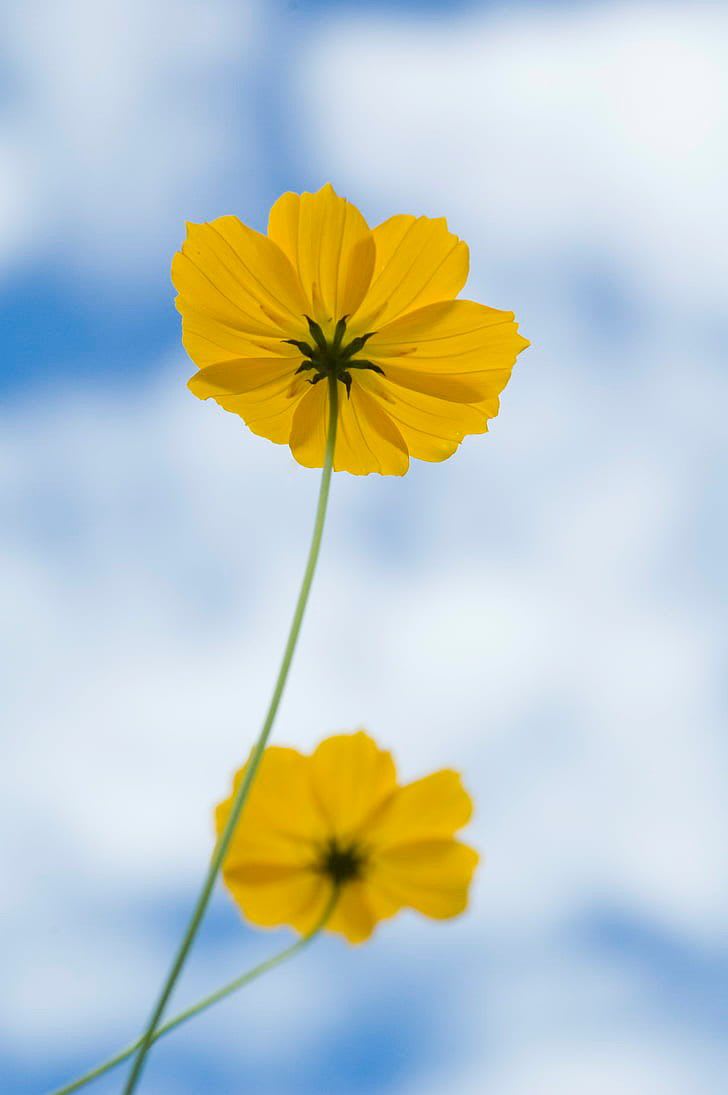 Implung (implung) Farcaster social identity (Fname handle) PFP