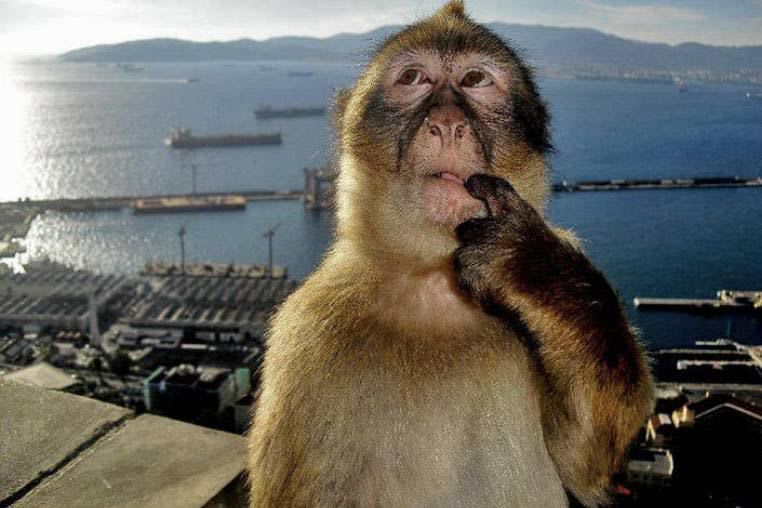 siriusblck.lens Lens social identity (.lens handle) PFP