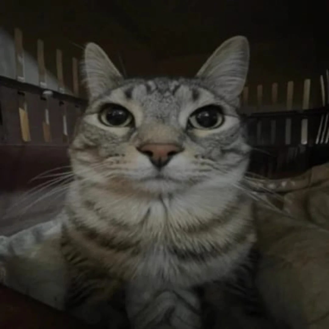 saifSolanki's Farcaster avatar