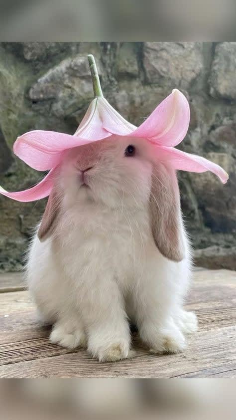 bunbunphotos Farcaster social identity (Fname handle) PFP