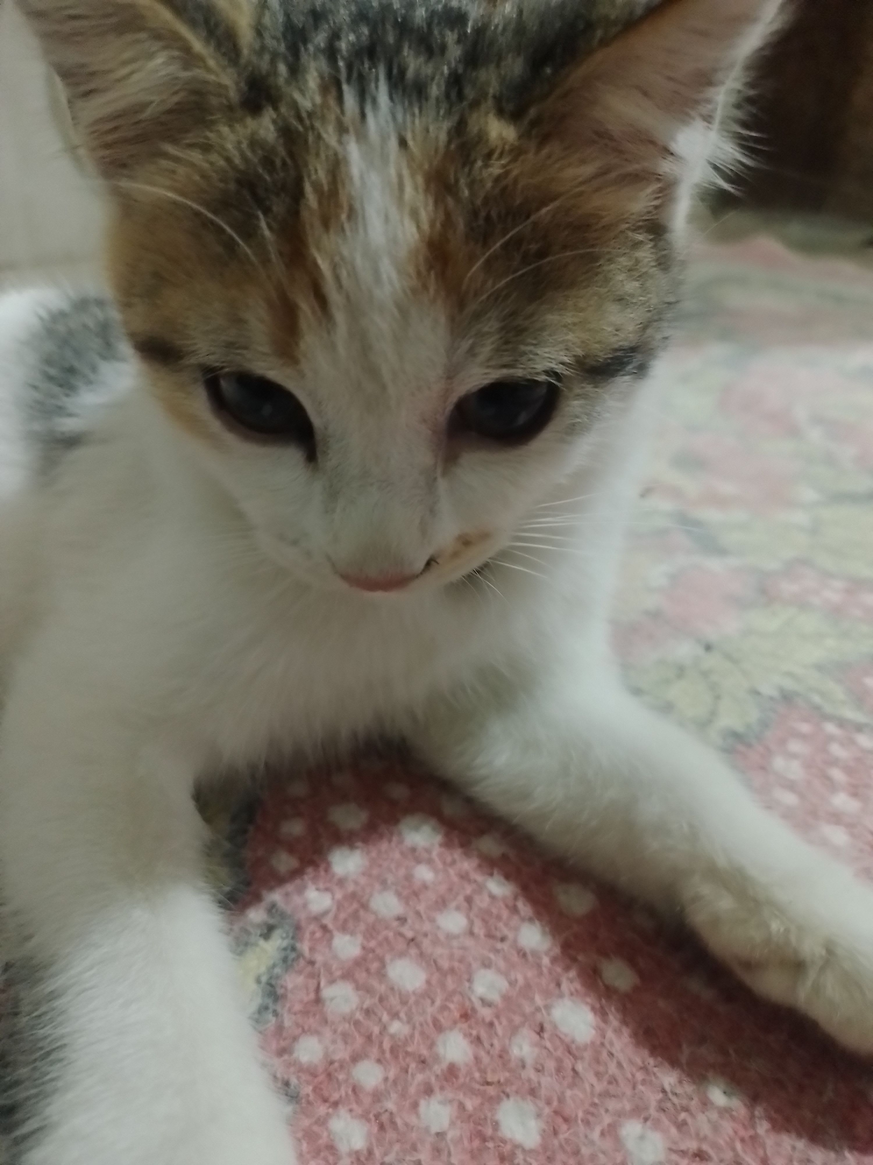 meow tegal (jpjp) Farcaster social identity (Fname handle) PFP