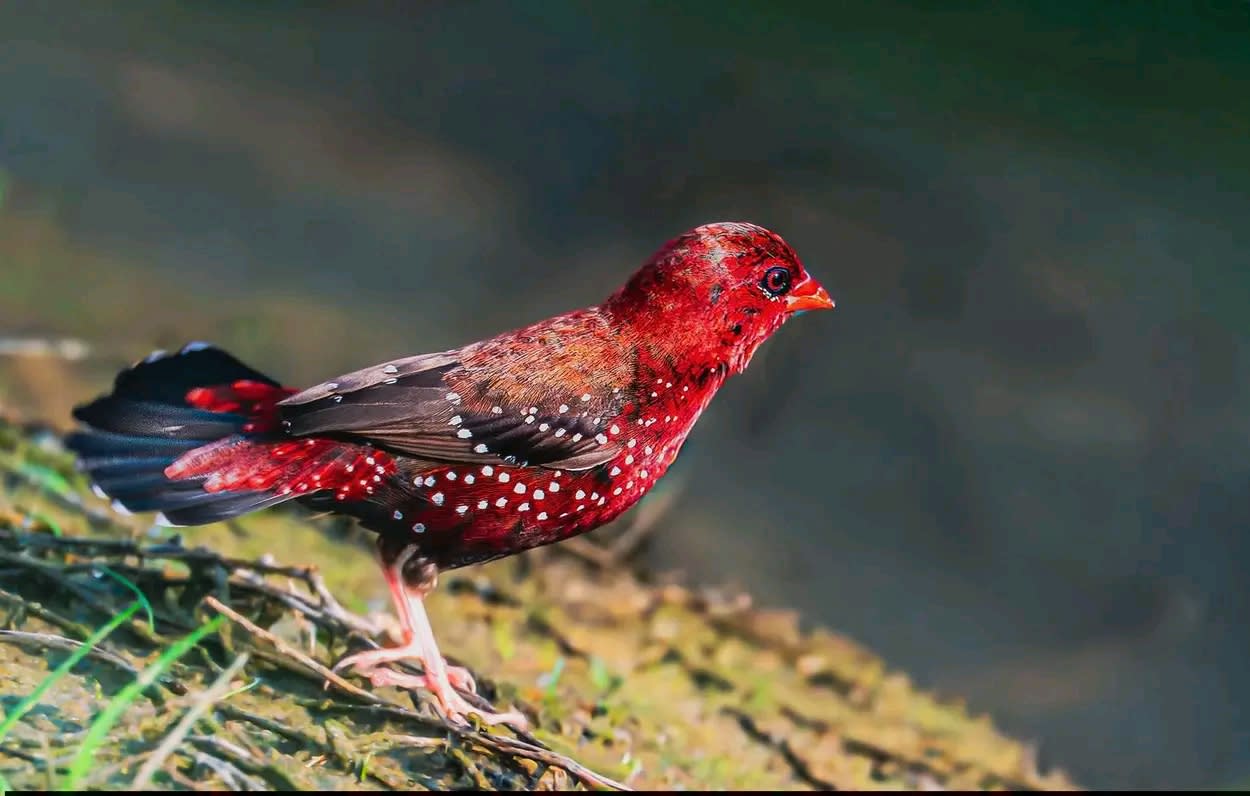 Rakibul hasan (starknetlove.lens) Lens social identity (.lens handle) PFP