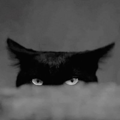 Black Cat (blacckcat) Farcaster social identity (Fname handle) PFP