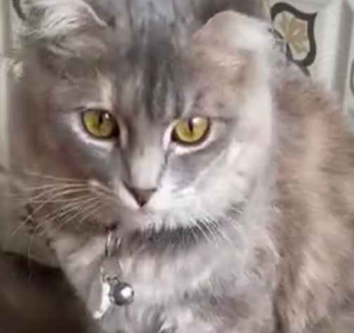 liona (liona.base.eth) Farcaster social identity (Fname handle) PFP