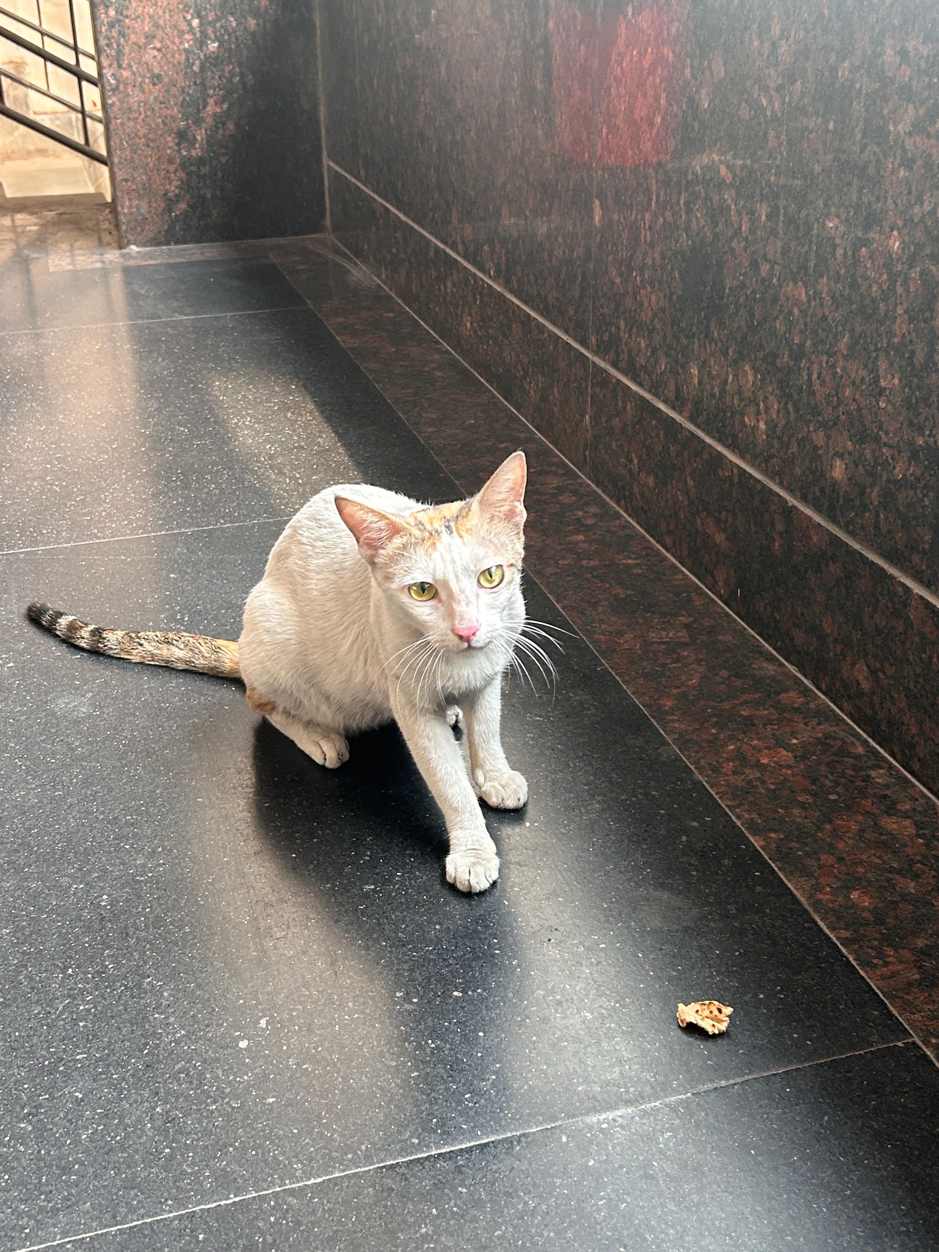 syke tin (brave1) Farcaster social identity (Fname handle) PFP