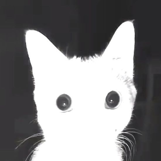 iboy's Farcaster avatar