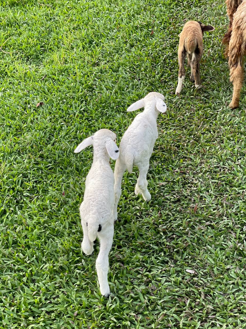 MdAlHe (mdalhe.eth) Farcaster social identity (Fname handle) PFP