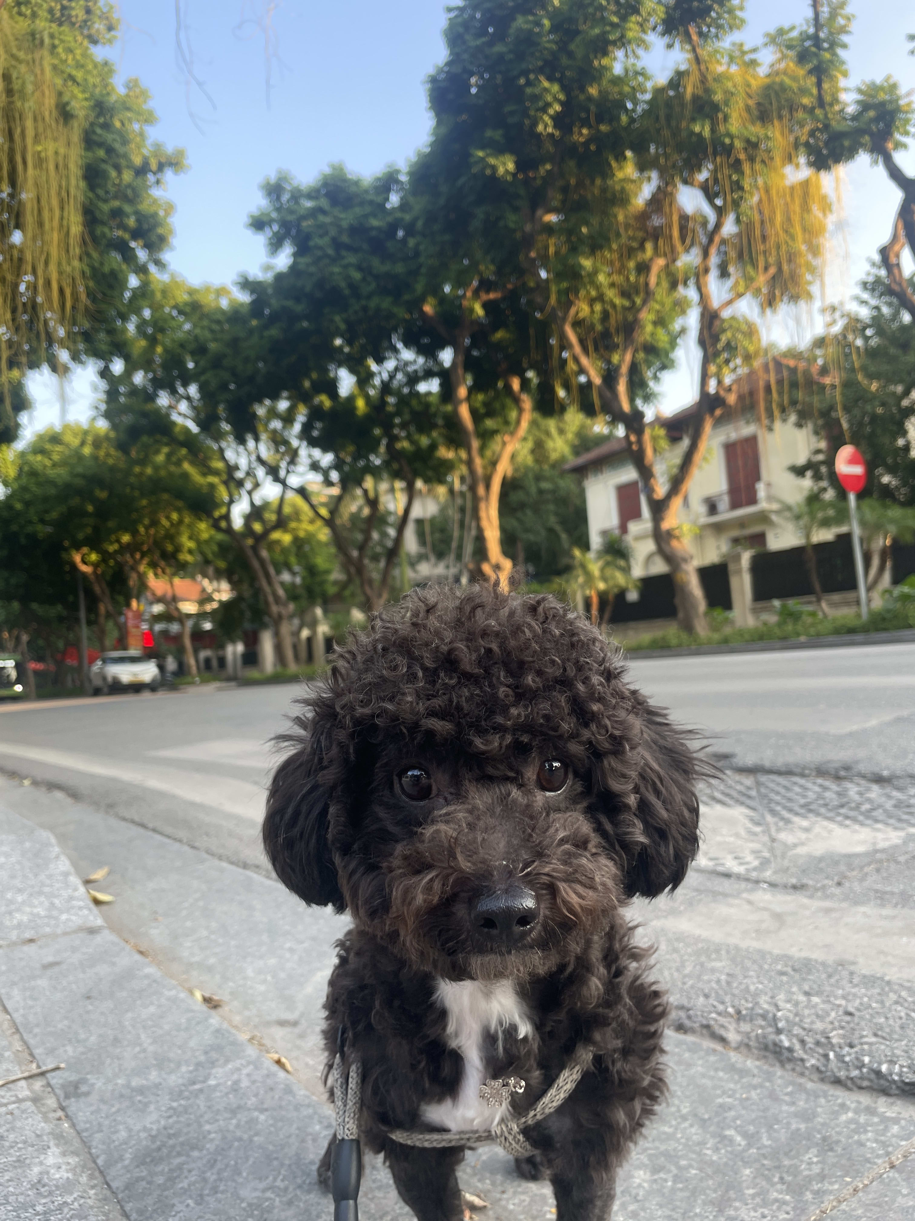 puppy's Farcaster avatar