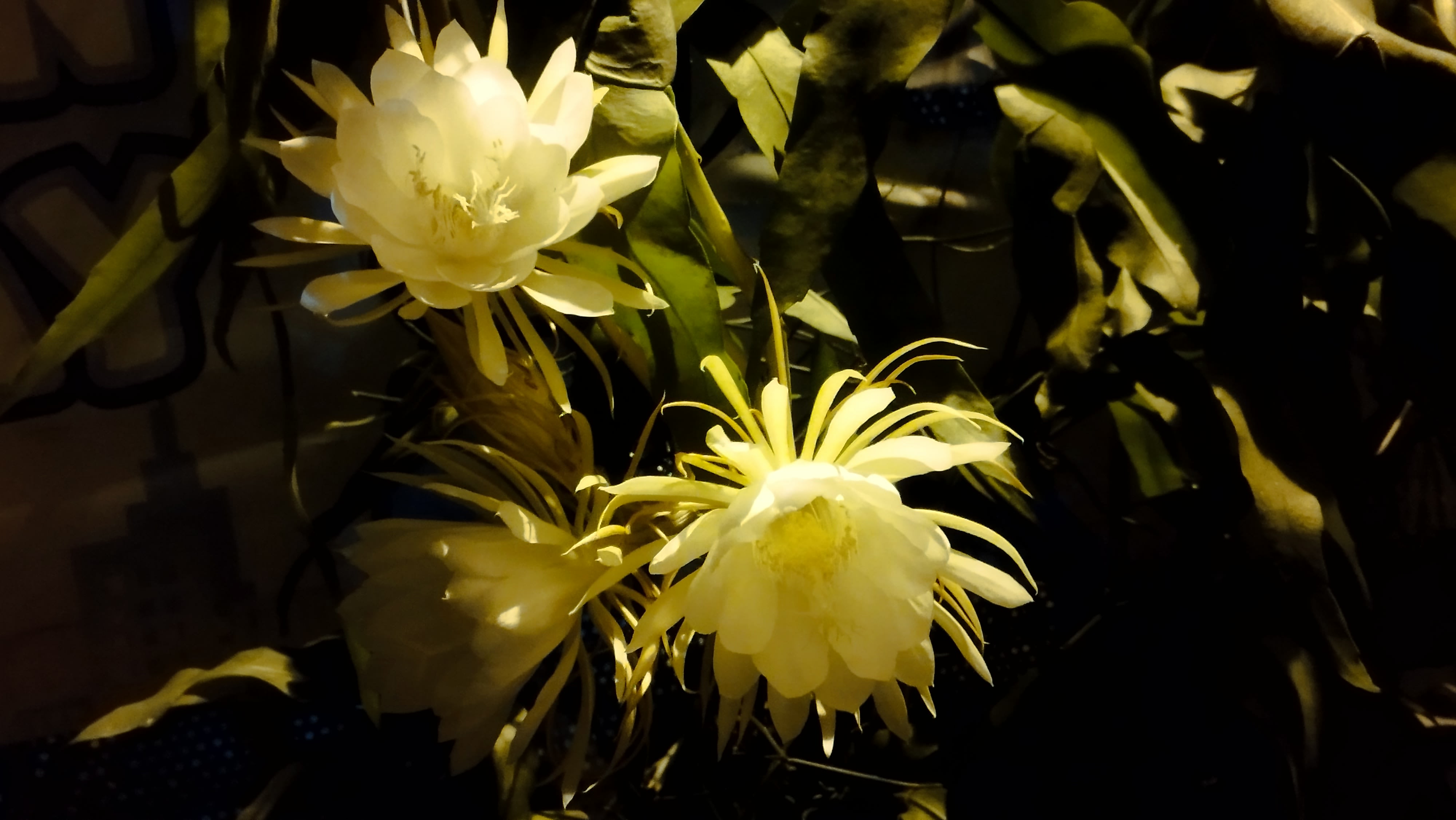 Duongduong (deagent.base.eth) Farcaster social identity (Fname handle) PFP