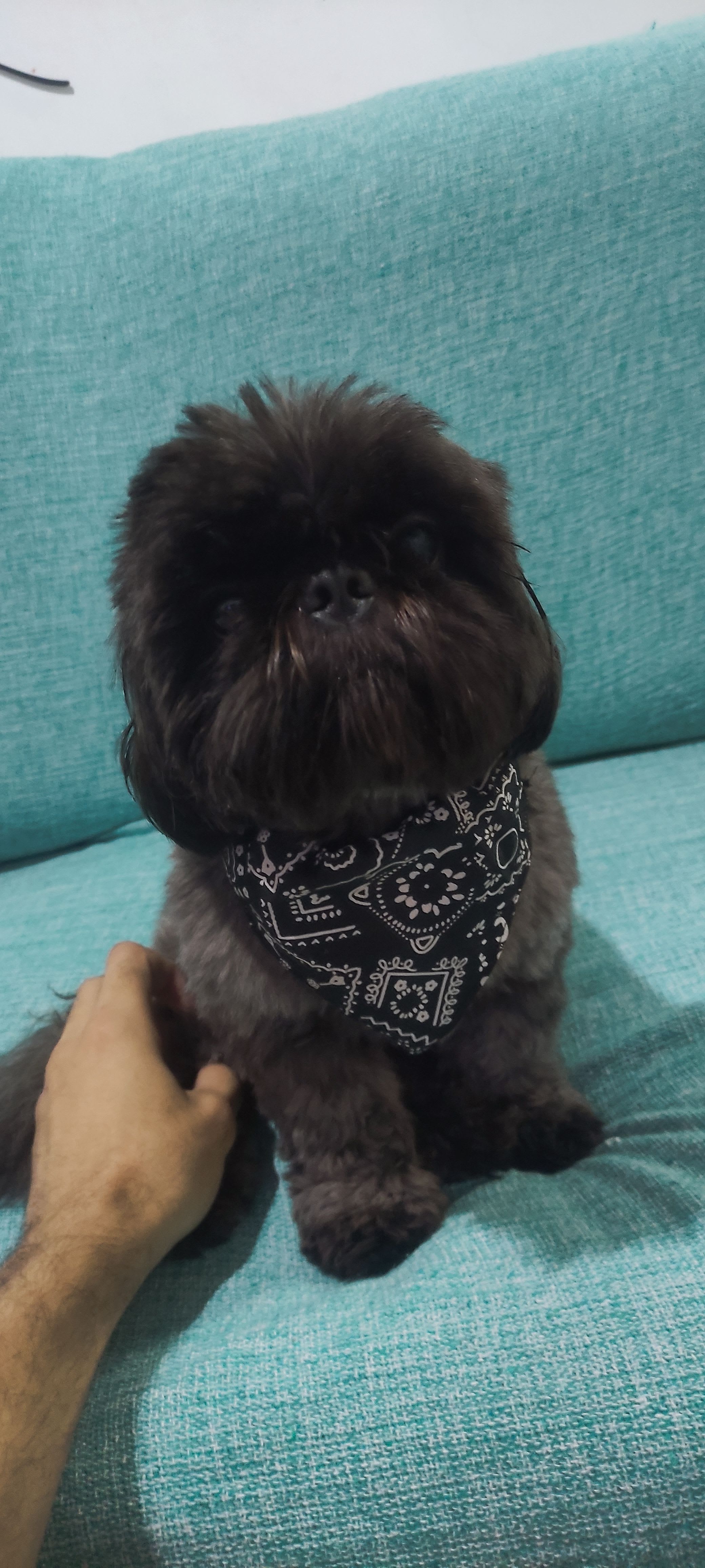 dogpool Farcaster social identity (Fname handle) PFP