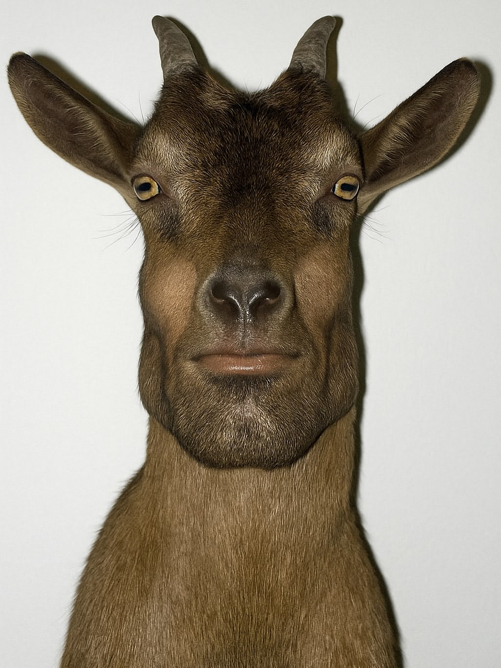Touny's Farcaster avatar