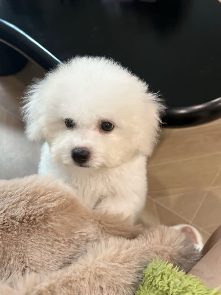 0xLuge (sue3333.base.eth) Farcaster social identity (Fname handle) PFP