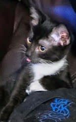 black-magic-cat.base.eth Basenames (.base.eth domains) based on ENS PFP