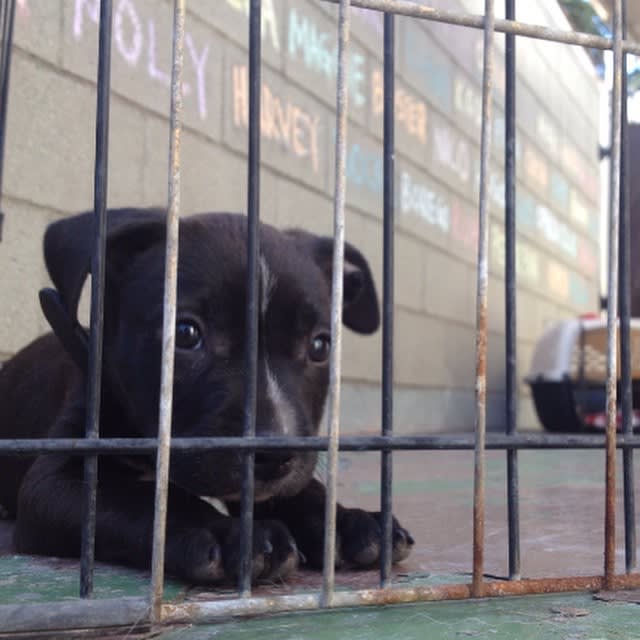 cabrera.base.eth Basenames (.base.eth domains) based on ENS PFP