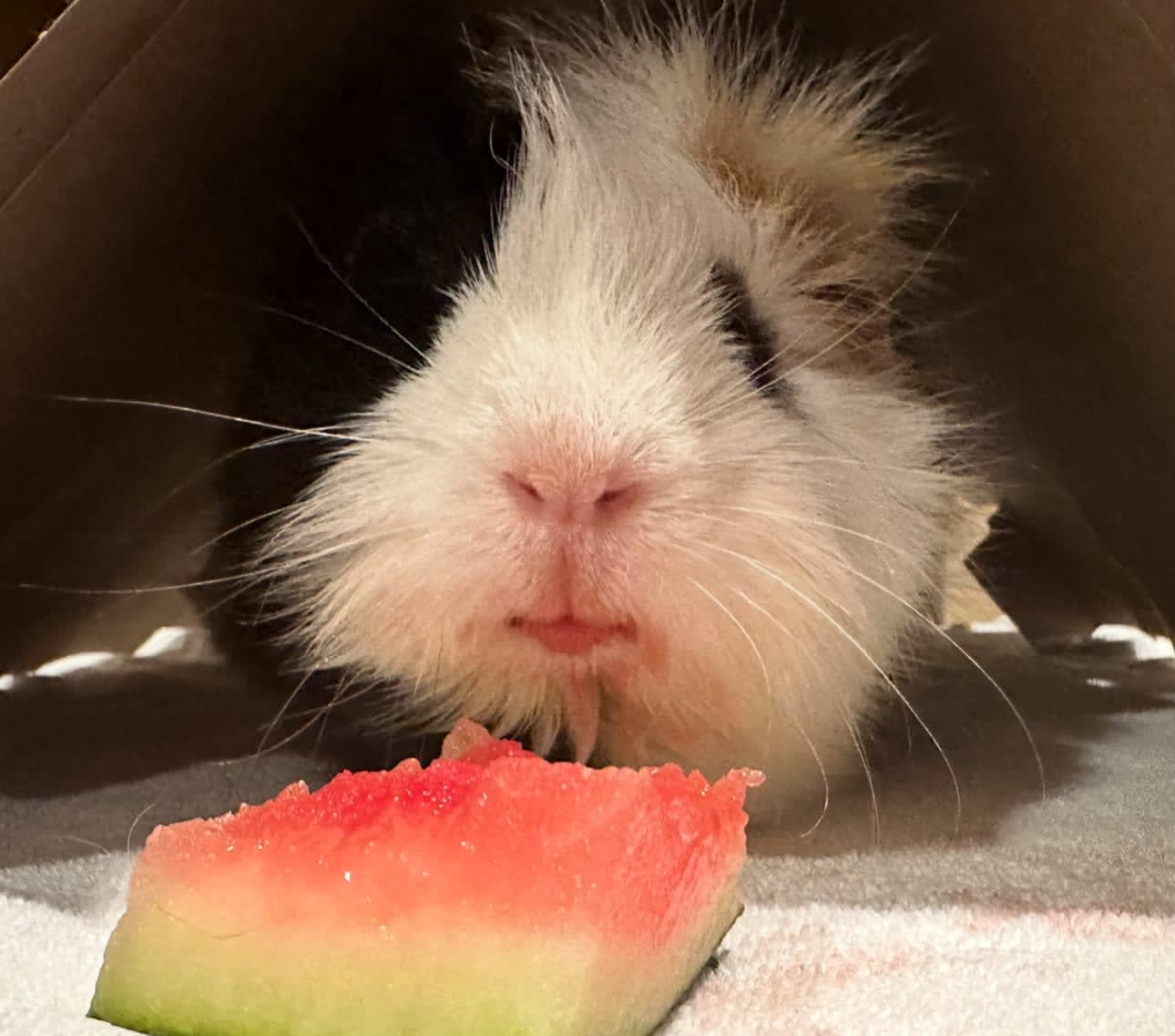 swampfox.base.eth (swampfox) Farcaster social identity (Fname handle) PFP