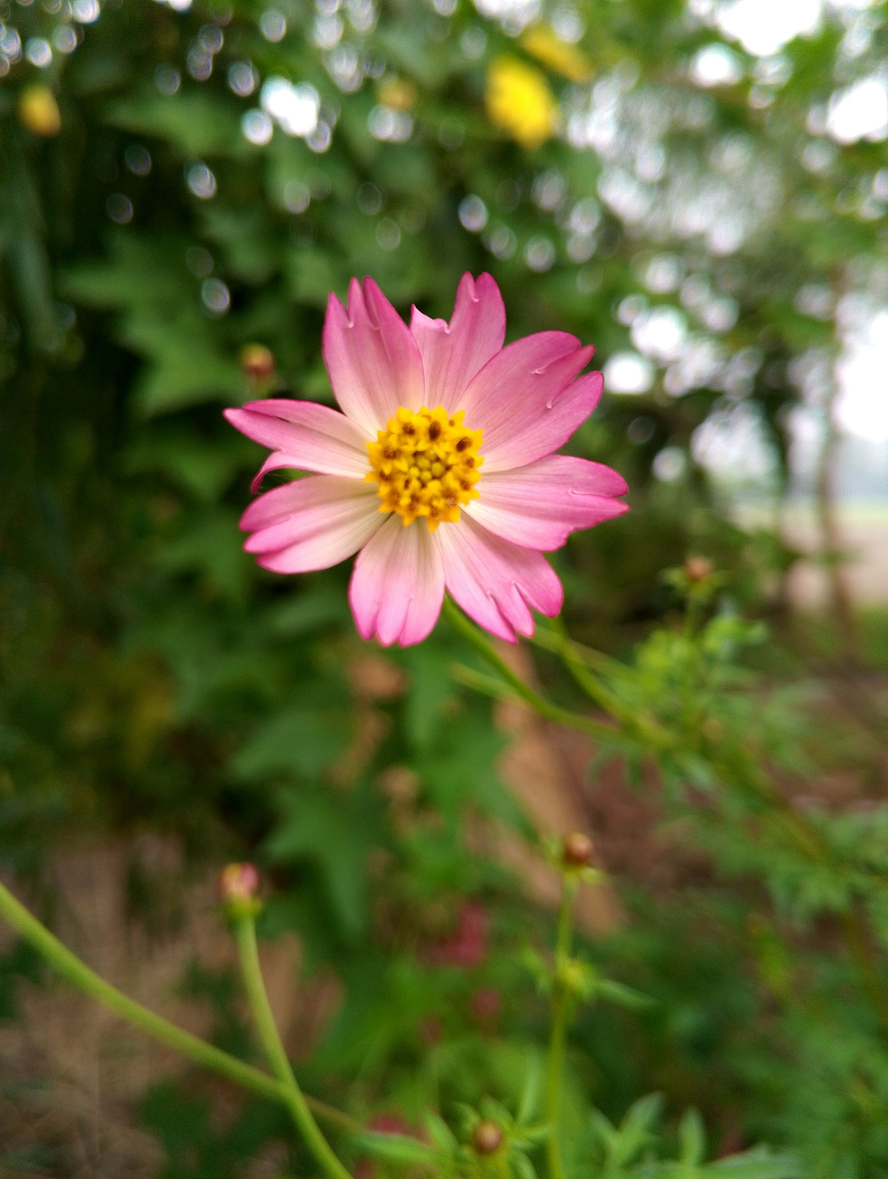 Mahmud Hasan (mahmudh) Farcaster social identity (Fname handle) PFP