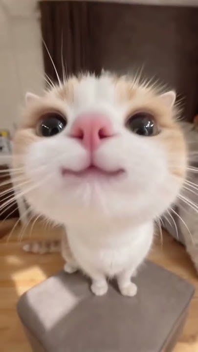 0xANSA 🔵 (anza) Farcaster social identity (Fname handle) PFP