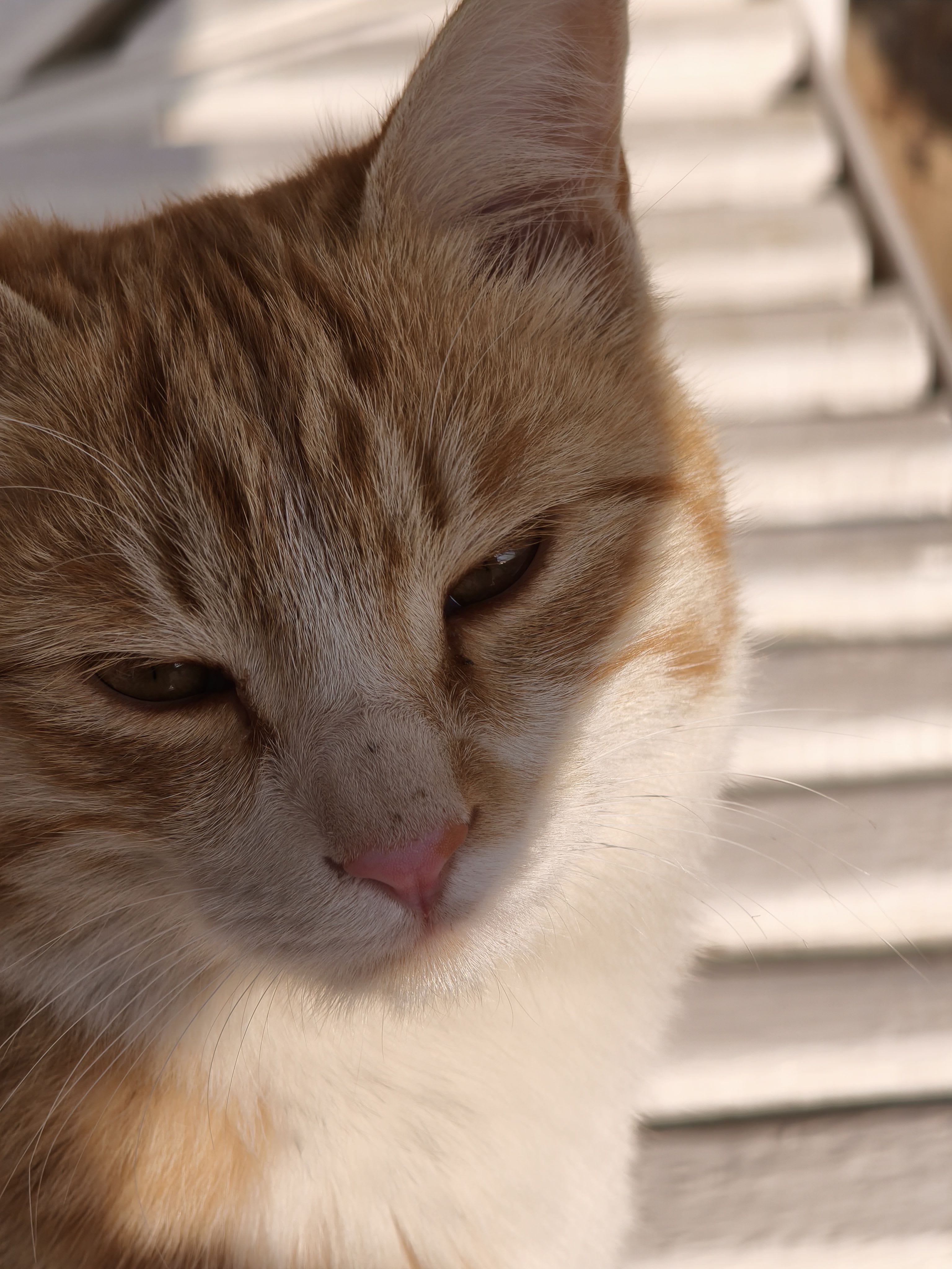 Dex (dex0745) Farcaster social identity (Fname handle) PFP