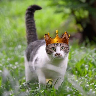 Maidar's Farcaster avatar