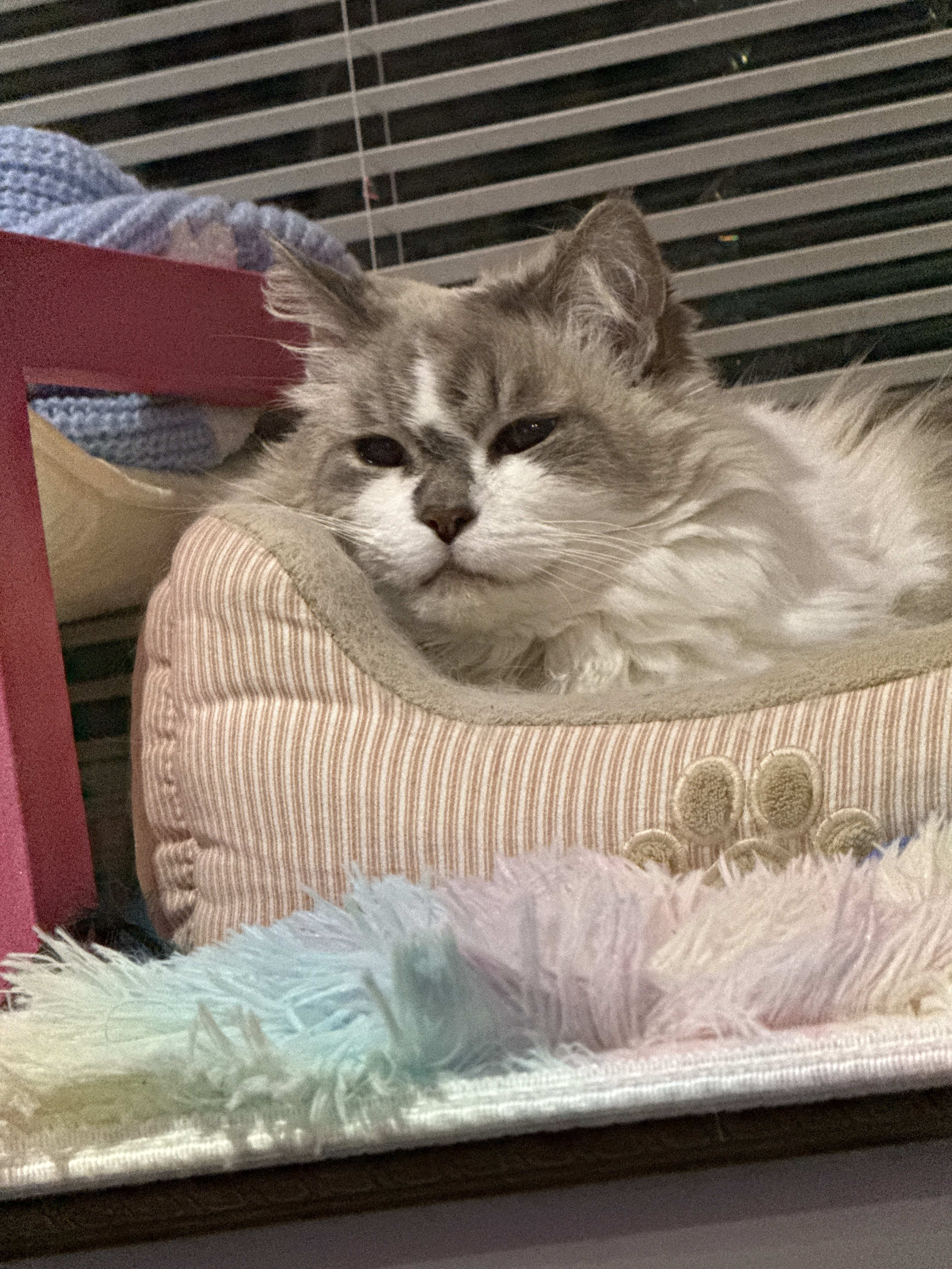 RatBenetar (ratbenetar.base.eth) Farcaster social identity (Fname handle) PFP