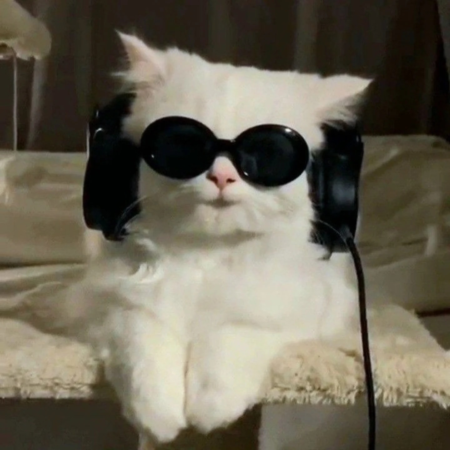 onchain Cat's Farcaster avatar