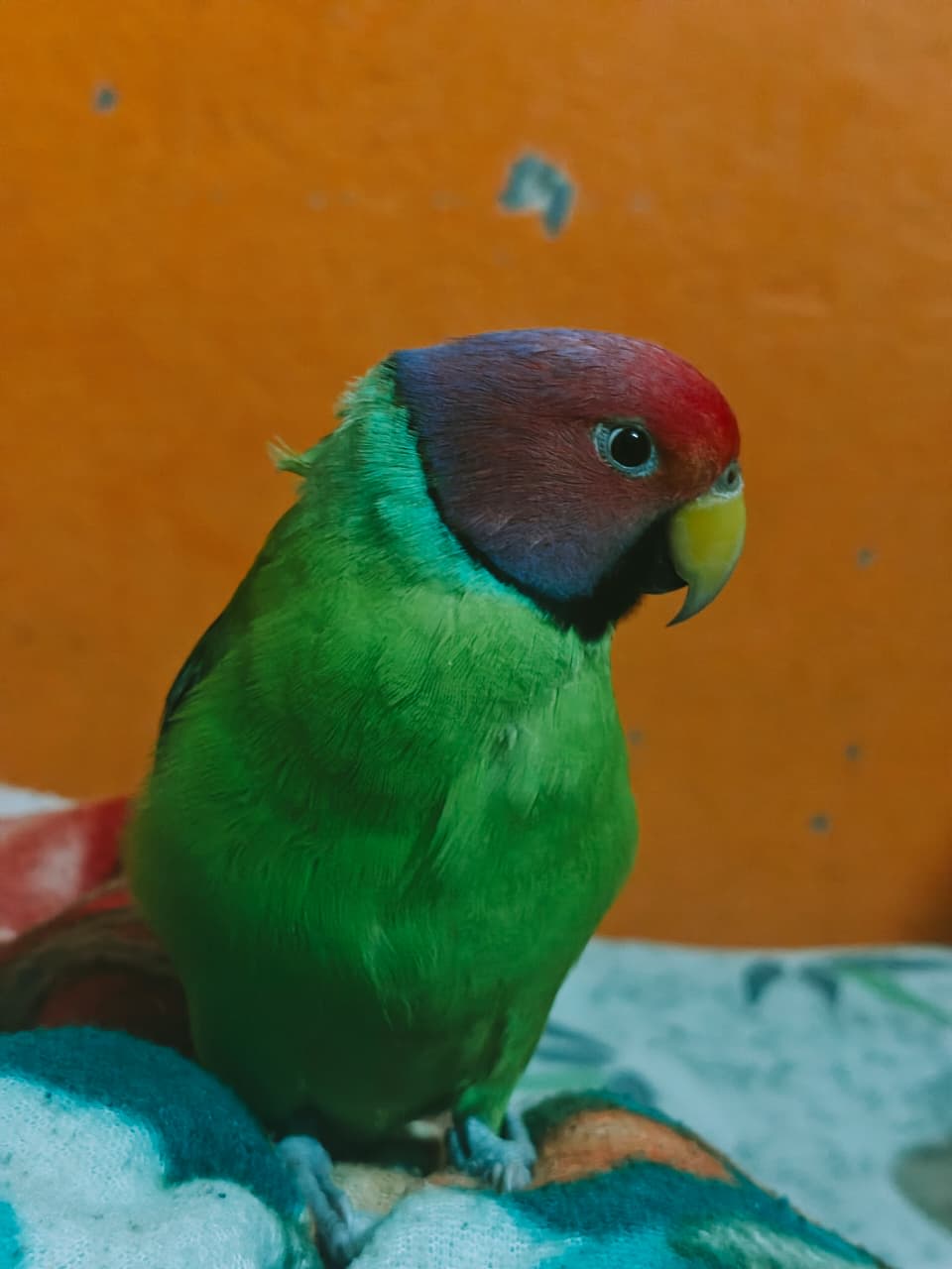 snehatiwarikumar's Farcaster avatar