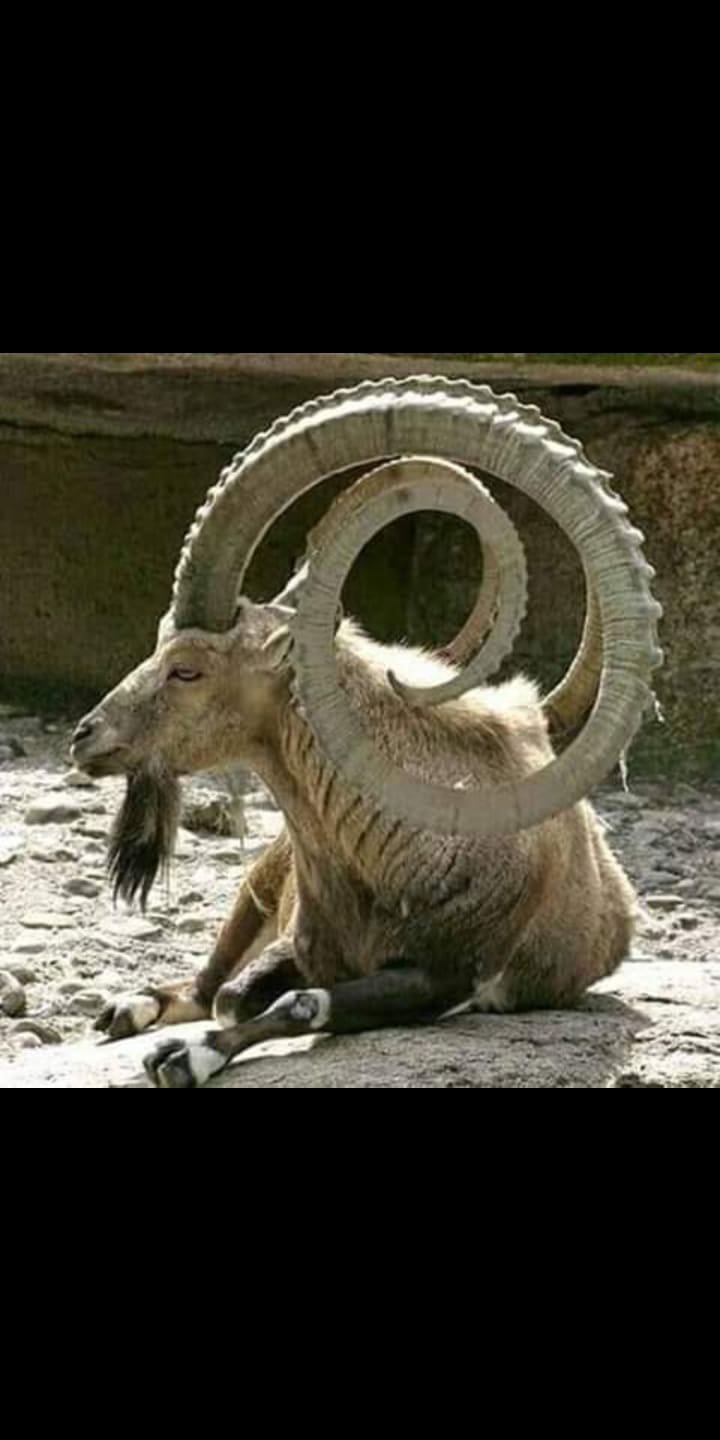 shaheen7744's Farcaster avatar