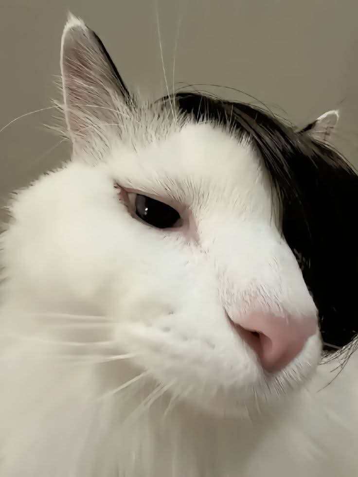 kabbo's Farcaster avatar
