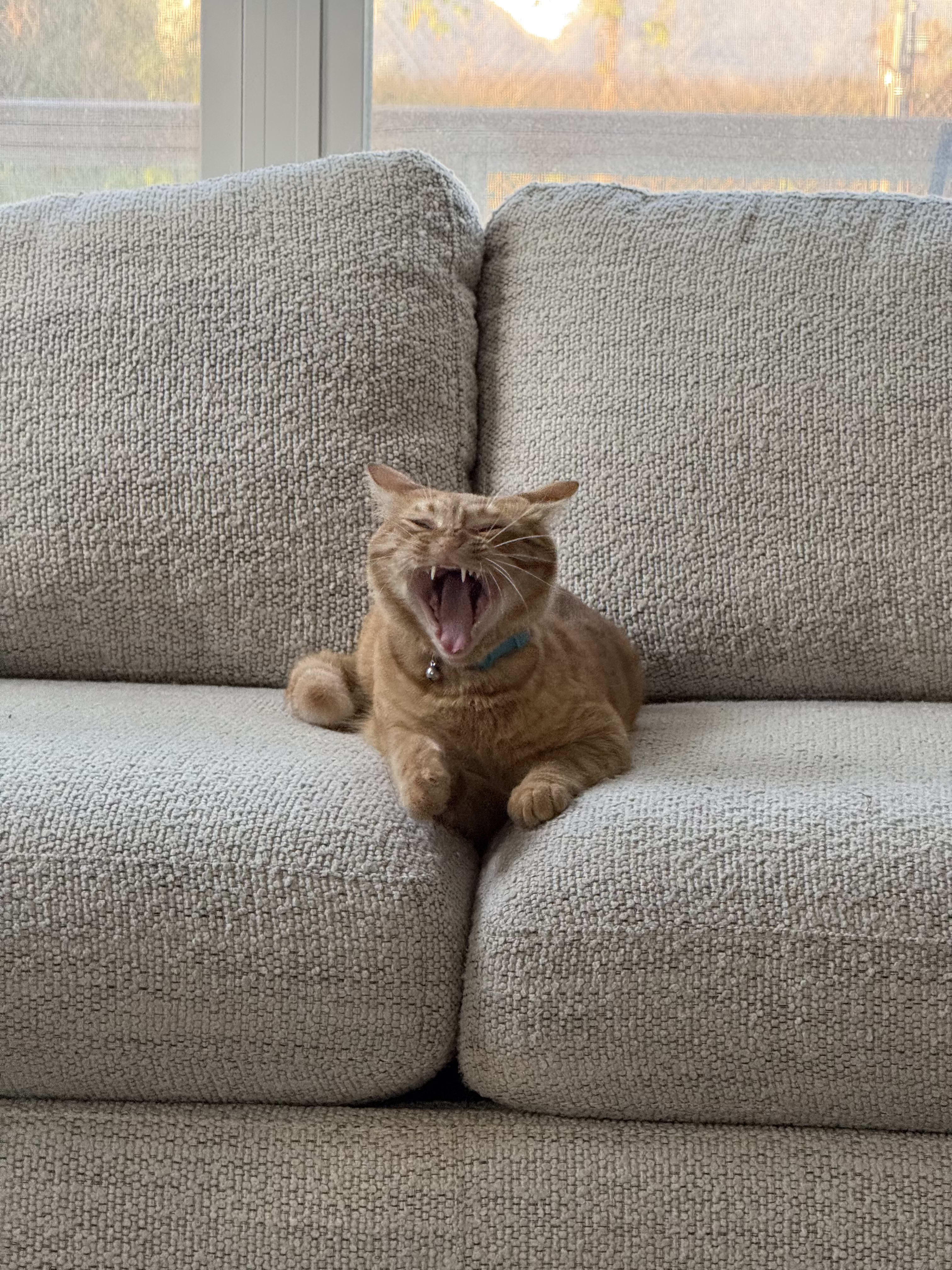 orangecat.base.eth Basenames (.base.eth domains) based on ENS PFP