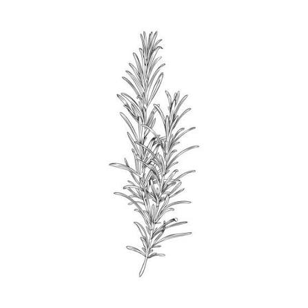 icrosemary.base.eth Basenames (.base.eth domains) based on ENS PFP