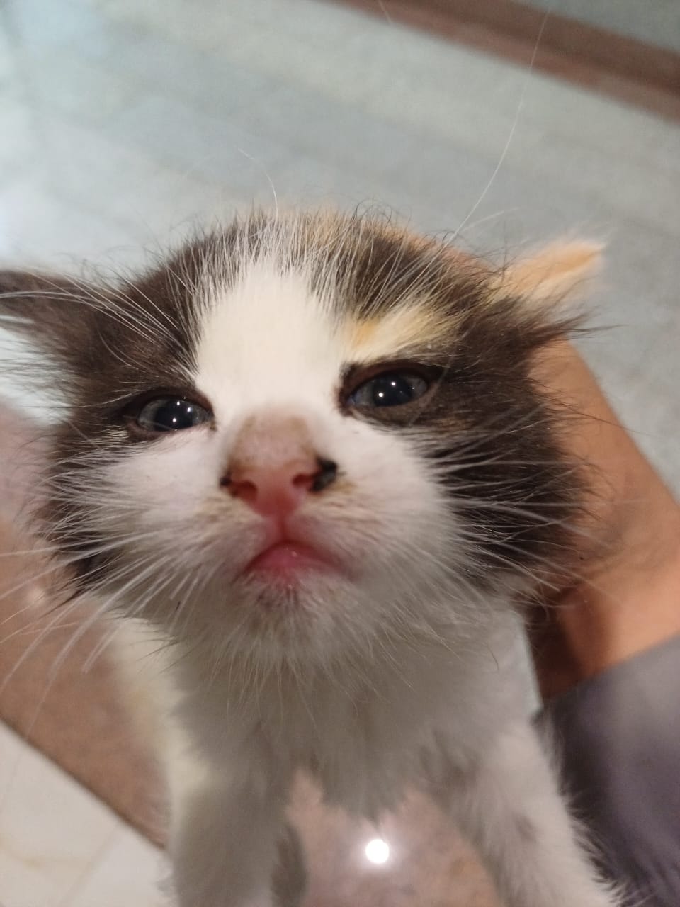 kucing22's Farcaster avatar