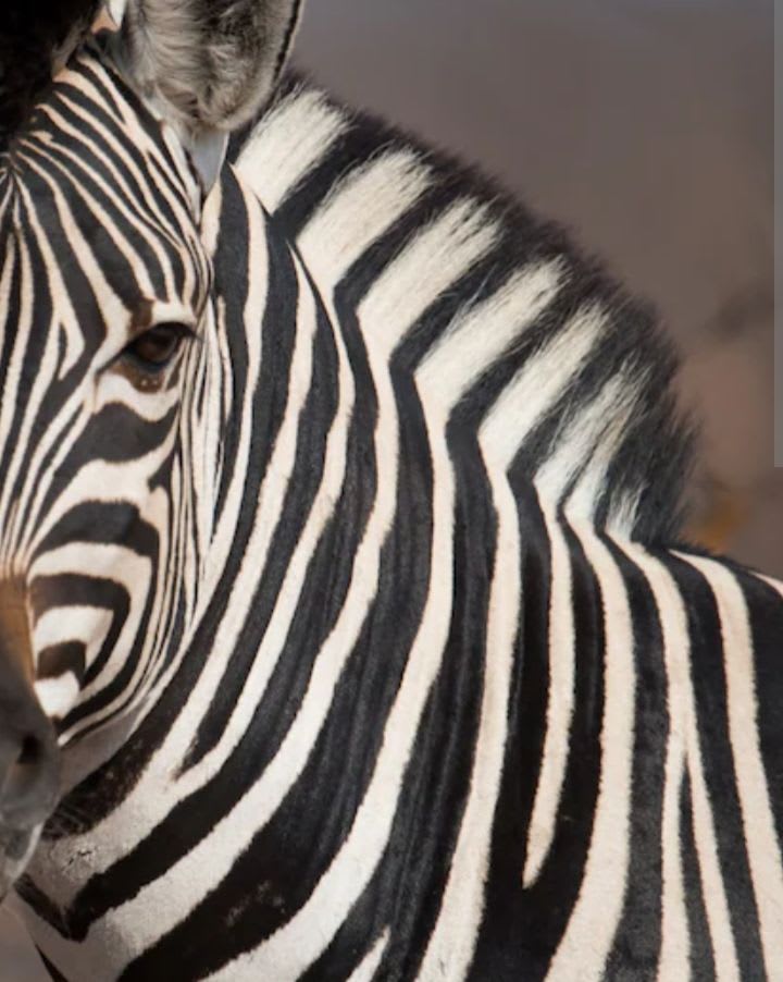 zebraz's Farcaster avatar
