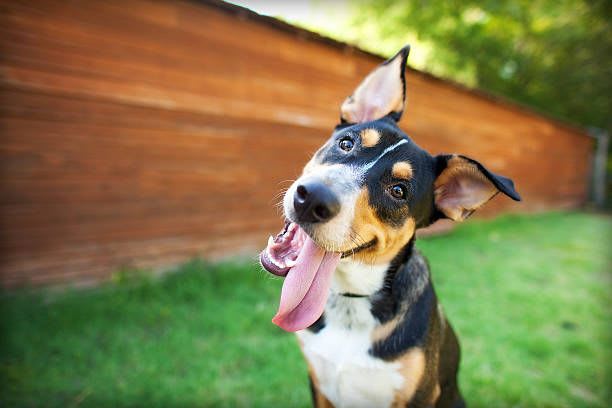 cuteanimals (jumpz) Farcaster social identity (Fname handle) PFP