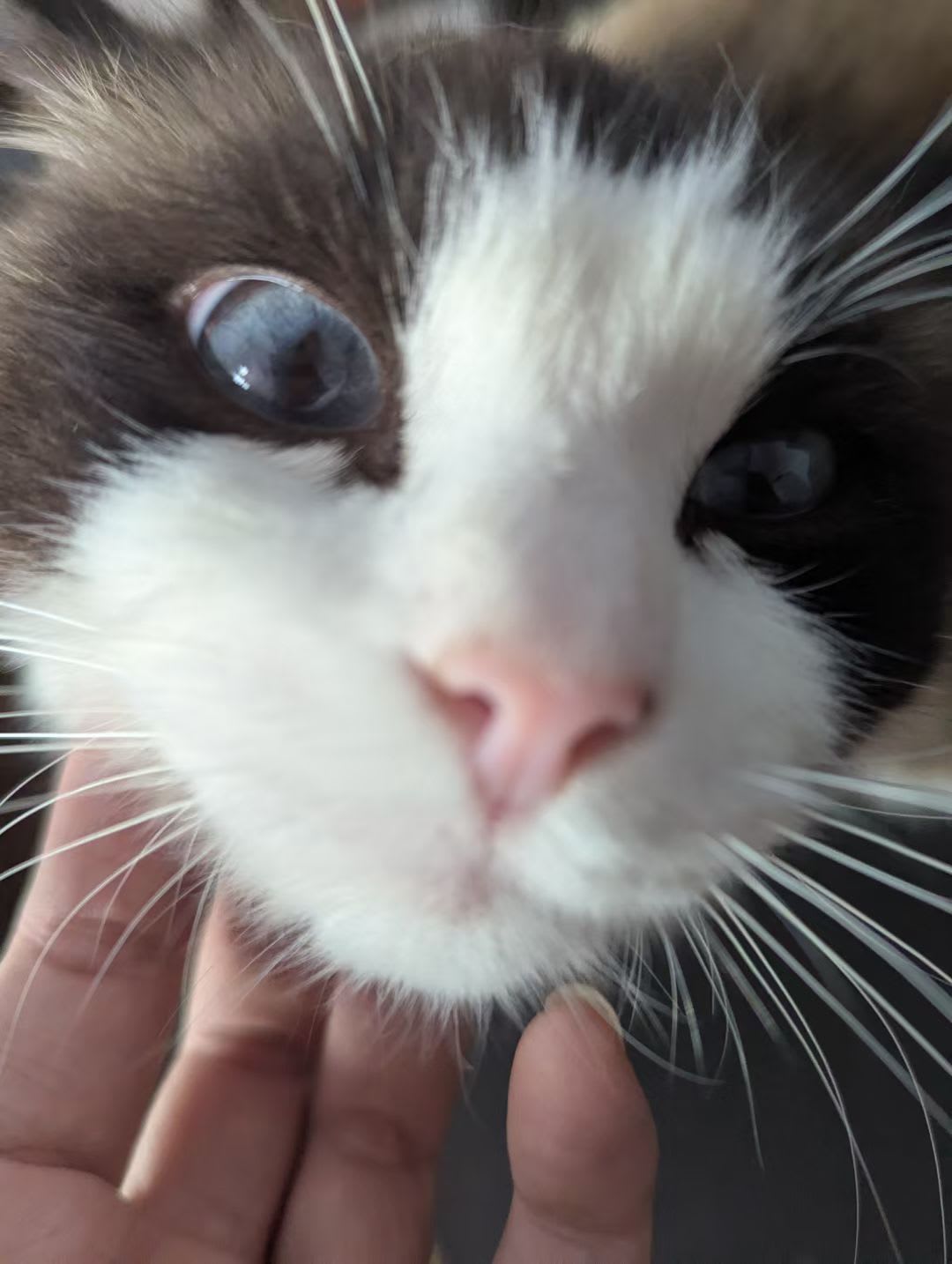 thememecat's Farcaster avatar